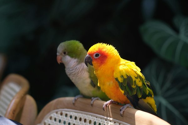 Quais são as espécies em maior risco de extinção atualmente?