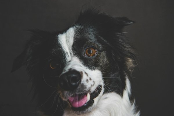 Como os zoológicos estão se adaptando às novas demandas de bem-estar animal?